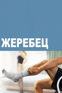 Жеребец   Жеребец